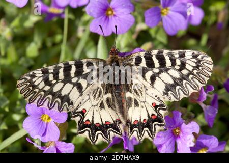 Il festone meridionale (Zerynthia polyxena), siede su fiori Foto Stock