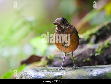 Antpitta moustached (Grallaria alleni), perching su una pietra, vista frontale, Ecuador, Mindo, Paz de las Aves Bird Refuge Foto Stock