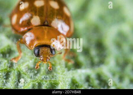 Crema-spot ladybird, Crema spot ladybird, Crema puntinato Lady-Beetle, Crema punteggiato Ladybird (Calvia quatuordecimguttata), ritratto, Germania Foto Stock