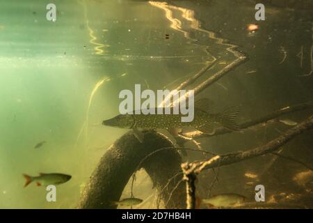 pike, luco settentrionale (Esox lucius), in agguato per preda, Germania, Baviera Foto Stock