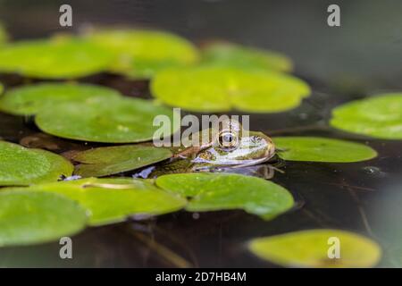 Rana di palude, rana di lago (Rana ridibunda, Pelophylax ridibundus), giovanile tra i lavi di rana, Germania, Baviera Foto Stock
