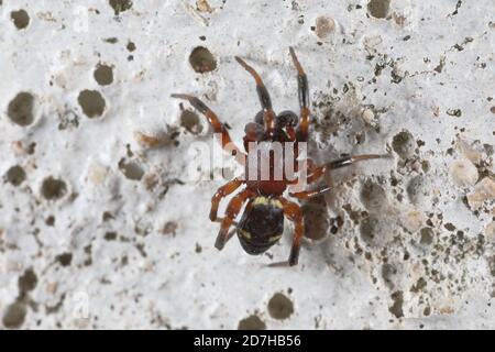 Ragno groviglio (Steatoda phalerata, Asagena phalerata), siede a terra, in Germania Foto Stock