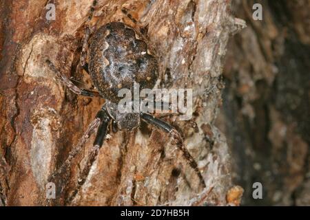 Ragno di fessura, ragno di noce Orb-Weaver, ragno di noce orb tessitore, Webb Weaver di noce (Nuctenea umbratica, Araneus umbraticus), siede su corteccia, Germania Foto Stock