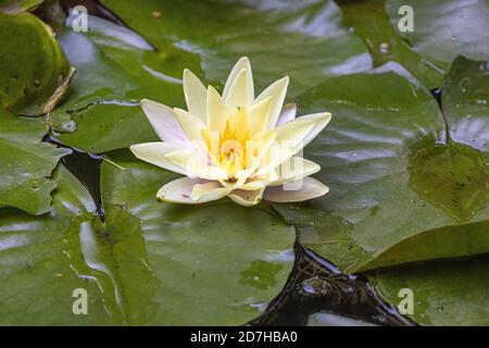 Giglio d'acqua bianco, giglio bianco (Ninfea alba), fioritura, Germania, Baviera Foto Stock