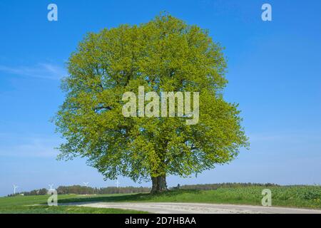 Lime a foglia grossa, lime (Tilia platyphyllos), albero del tempo vicino Teuchatz, circa 370 anni, Germania, Baviera, alta Franconia, Oberfranken, Fraen Foto Stock