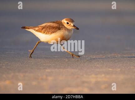 Pover neozelandese, pover rosso-breasted, dotterel neozelandese (Charadrius oscurus), che corre sulla spiaggia, vista laterale, Nuova Zelanda, Isola del Nord, Foto Stock