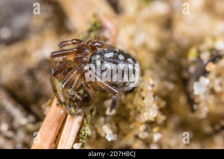 Ragno di cobweb (Steatoda albomaculata), siede a terra, in Germania Foto Stock