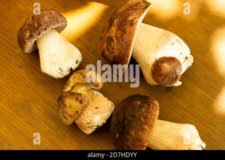 porcino (Boletus edulis) Foto Stock