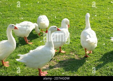 gregge di oca bianca in una fattoria Foto Stock