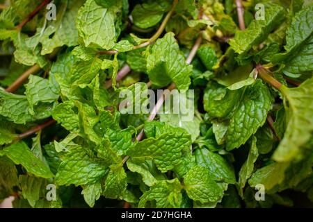 Foglie di menta fresche usate per aromatizzare e come erba comune in cucina. Foto Stock