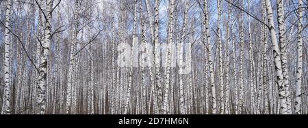 Fitta foresta di betulla, vista su tronchi di alberi bianchi Foto Stock