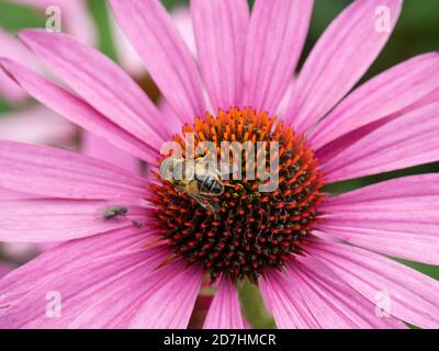 Un primo piano di un'ape di miele che alimenta su un Fiore di Echinacea Foto Stock