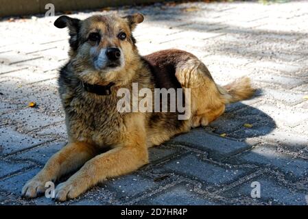 Giovane simpatico cane vagato in attesa di un po 'di cibo, cute animale foto Foto Stock