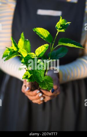 Donna giardiniere che tiene germogliata pianta di menta in suolo. Agricoltura, cura della terra madre, conservazione ambientale, concetto di raccolto. Primo piano Foto Stock