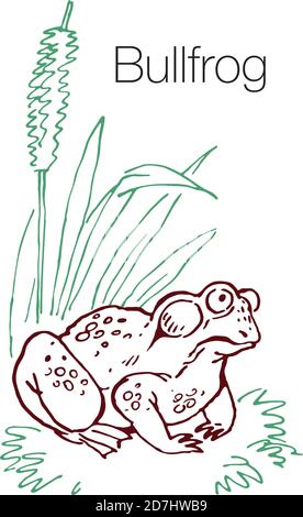 Illustrazione vettoriale disegnata a mano da Bullfrog Illustrazione Vettoriale