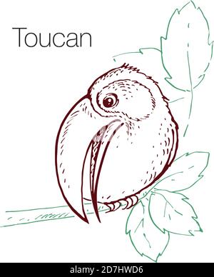 Illustrazione vettoriale disegnata a mano Toucan Illustrazione Vettoriale