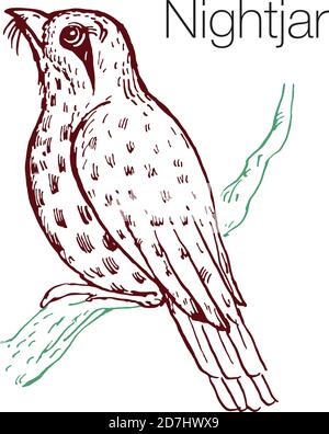 Illustrazione vettoriale Nightjar disegnata a mano Illustrazione Vettoriale