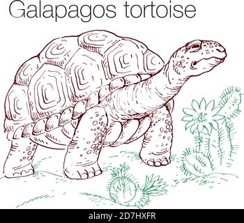 Illustrazione vettoriale a mano della tartaruga Galapagos Illustrazione Vettoriale