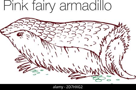 Figura vettoriale disegnata a mano con armadillo fata rosa Illustrazione Vettoriale
