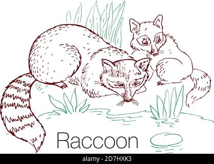 Illustrazione vettoriale disegnata a mano da Raccoon Illustrazione Vettoriale