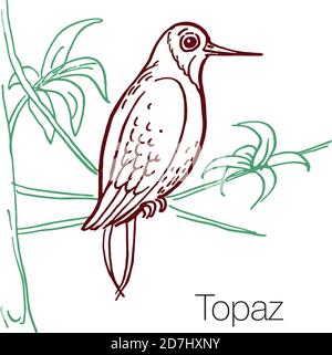 Illustrazione vettoriale disegnata a mano Topaz Illustrazione Vettoriale