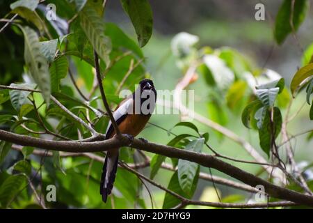 Rufous treepie seduto su un ramo di albero e guardare Foto Stock