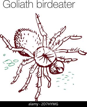 Illustrazione vettoriale disegnata a mano da Goliath birdeater Illustrazione Vettoriale