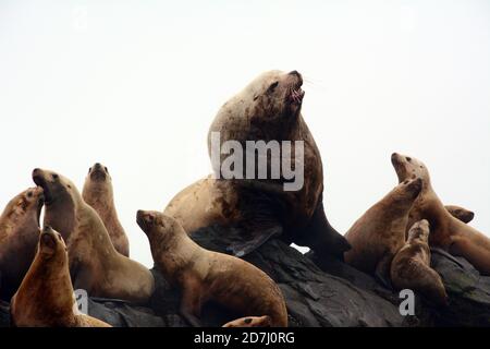 Una colonia di Steller leoni di mare, compreso un grande maschio (BULL), su un rookery durante la stagione riproduttiva, in isole Aleutian, mare di Bering, Alaska. Foto Stock