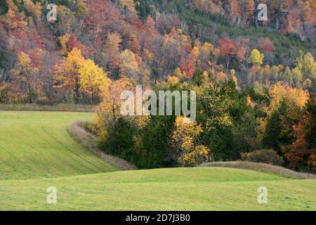 In autunno, i colori di una foresta si attestano su terreni agricoli lungo il percorso escursionistico Bruce Trail nel Boyne Valley Provincial Park, nell'Ontario meridionale, Canada. Foto Stock