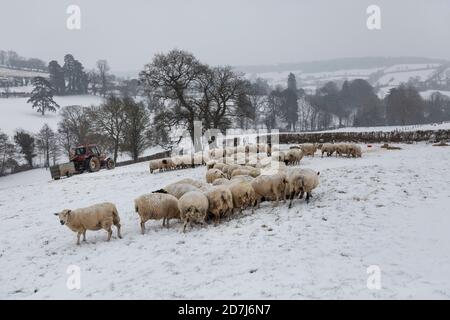 Allevatori di ovini nel Somerset che nutrano pecore in una giornata innevata in inverno Foto Stock