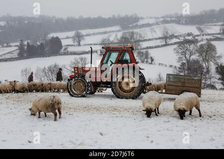 Allevatori di ovini nel Somerset che nutrano pecore in una giornata innevata in inverno Foto Stock