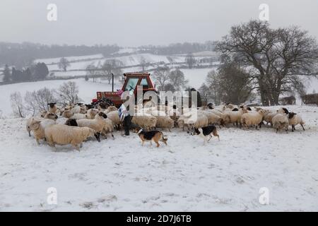 Allevatori di ovini nel Somerset che nutrano pecore in una giornata innevata in inverno Foto Stock