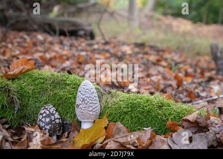 Magpie ink cap, Coprinopsis picacea, a metà ottobre sul pavimento di un bosco Oxfordshire Foto Stock