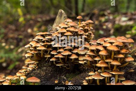 grande gruppo di funghi su un ceppo di albero nel Veluwe in autunno con muschio verde nel mezzo Foto Stock