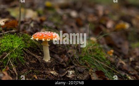 Amanita muscaria mushroom con macro in punti rossi e bianchi autunno foresta Foto Stock