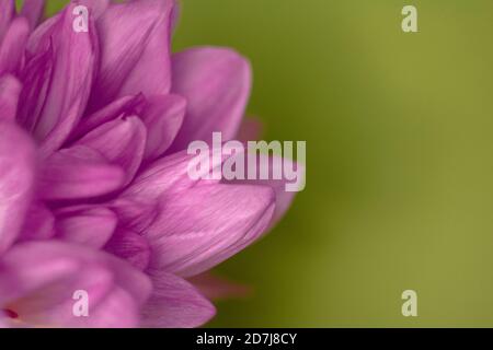 Bouquet fresco di tulipani con gocce d'acqua su sfondo verde vista dall'alto. Bellissimo sfondo romantico. Primo piano estremo, immagine macro. Spazio di copia Foto Stock