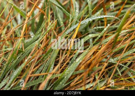 Autunno Dew su erba con foglie secche Foto Stock