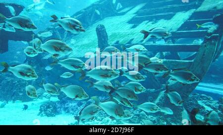 Scuola di incredibili diversi tipi di pesci grigi galleggianti e nuotanti sullo sfondo di una grande nave sommersa di legno. Grande acquario nell'oceanarium. Foto Stock