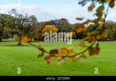 Dalmeny Estate, Edimburgo, Scozia, Regno Unito, 23 ottobre 2020. UK Weather: Una mattina nuvolosa umida non sminuisce i colorati alberi d'autunno Foto Stock