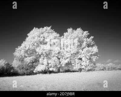 Un'immagine a infrarossi in bianco e nero della campagna a Wrington, North Somerset, Inghilterra. Foto Stock