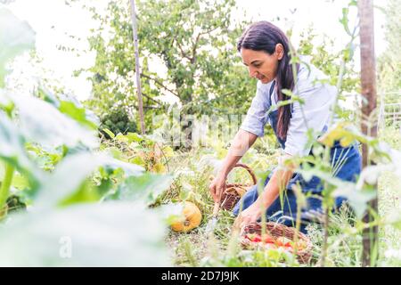 Donna che raccoglie verdure fresche coltivate organicamente da giardino Foto Stock