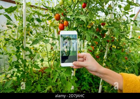 Donna mano che fotografa pianta di pomodoro in cellulare a serra Foto Stock