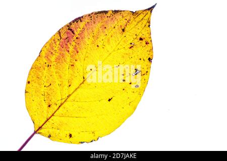 Astratto foglia d'autunno colorata su sfondo bianco Foto Stock