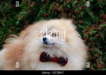 Pomeranian spitz cucciolo in bella bowtie primo piano. Animali domestici. Foto Stock