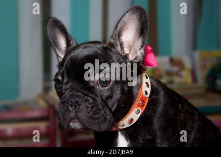 Triste bulldog francese da vicino. Quattro mesi. Animali domestici. Foto Stock