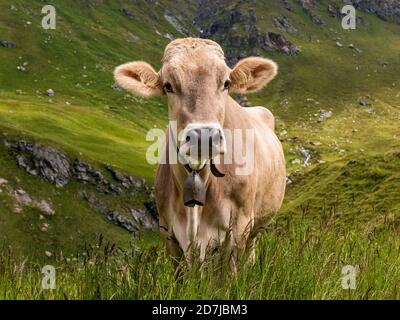 Ritratto di mucca marrone che indossa campana di mucca in piedi all'aperto Foto Stock