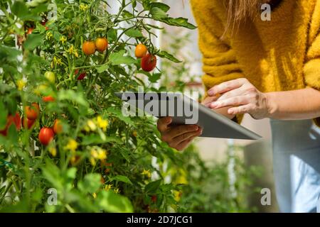 Ambientalista che utilizza la tavoletta digitale durante l'esame della fabbrica di pomodori a Greenhouse Foto Stock