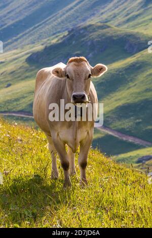 Ritratto di mucca marrone che indossa campana di mucca in piedi all'aperto Foto Stock