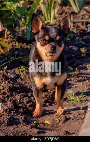 Animali domestici cane passeggiate per la strada. Cane Chihuahua per una passeggiata. Chihuahua nero, marrone e bianco. Carino cucciolo su una passeggiata. Cane Foto Stock