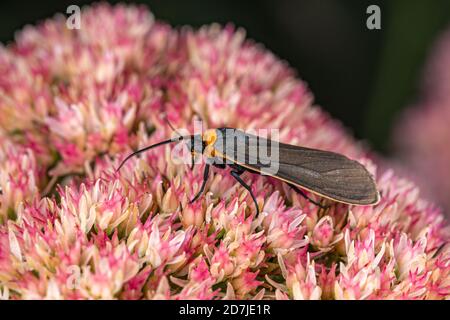 Closeup di Scape Moth giallo-colato che alimenta su nettare da pianta di Sedum. Concetto di insetto e conservazione della fauna selvatica, giardinaggio cortile Foto Stock